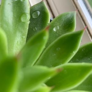 Meet your Posher, Aaliyah